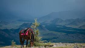 Как увеличить лимит экипировки в Horse Life
